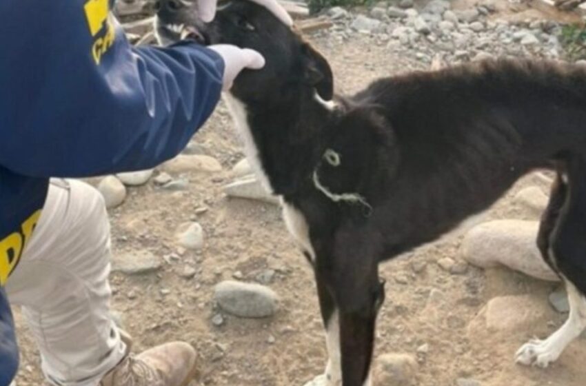  En Deplorable Estado De Salud: Rescatan A Perro Galgo Víctima De Maltrato Animal En Collipulli